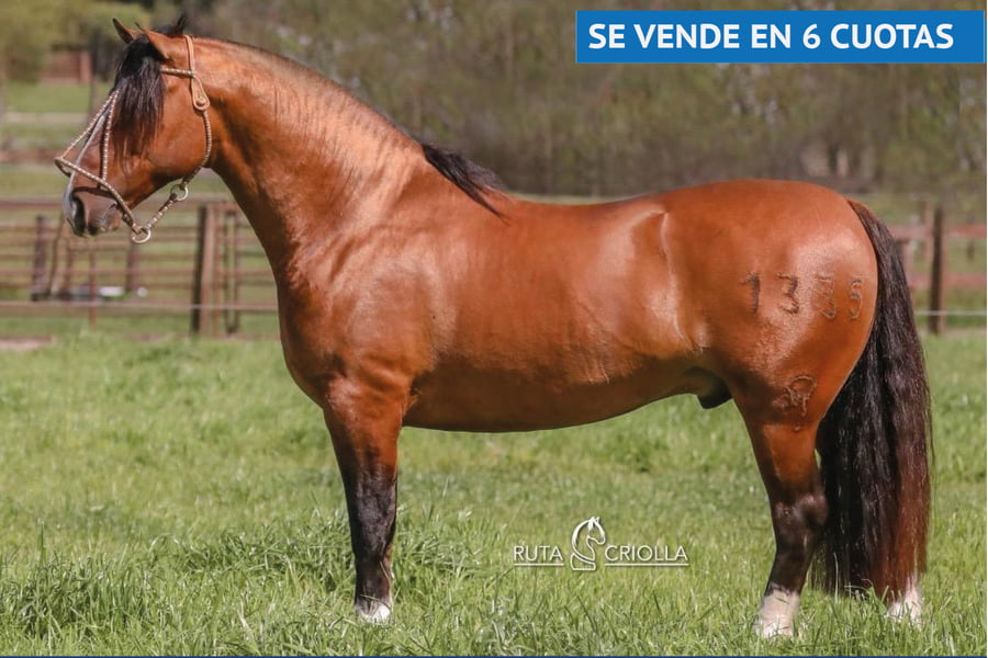 Lote TAÑIDO BUENAZO