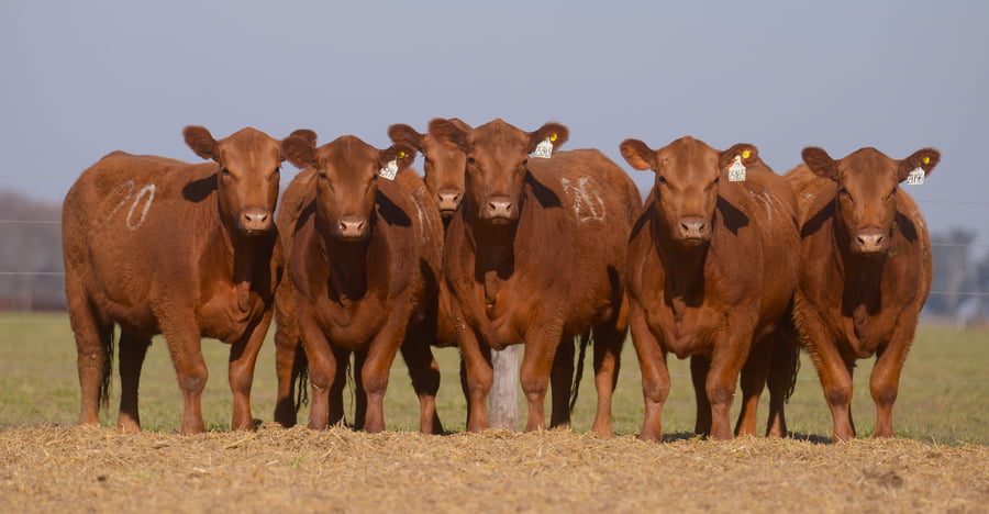 Lote VAQUILLONAS ANGUS PC PARICION OTOÑO