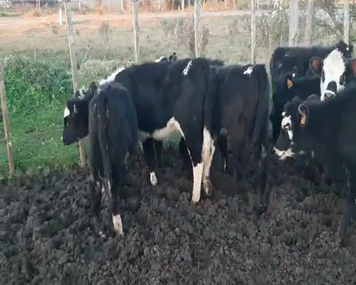 Lote 17 Terneras ANGUS Y CRUZAS a remate en Pantalla Camy 115 - 125kg - , San José