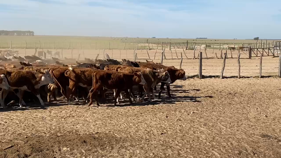 Lote 70 Terneras en Esquina, Corrientes