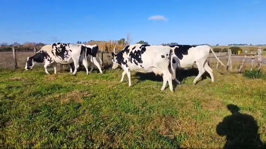Lote (Vendido)5 Industria a remate en #45 Pantalla Carmelo  600kg - , Colonia