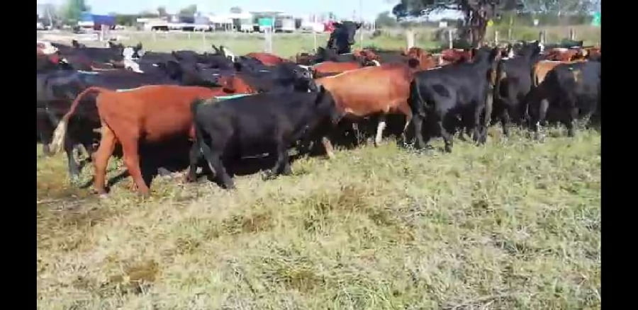 Lote 70 Novillitos en Villaguay, Entre Ríos