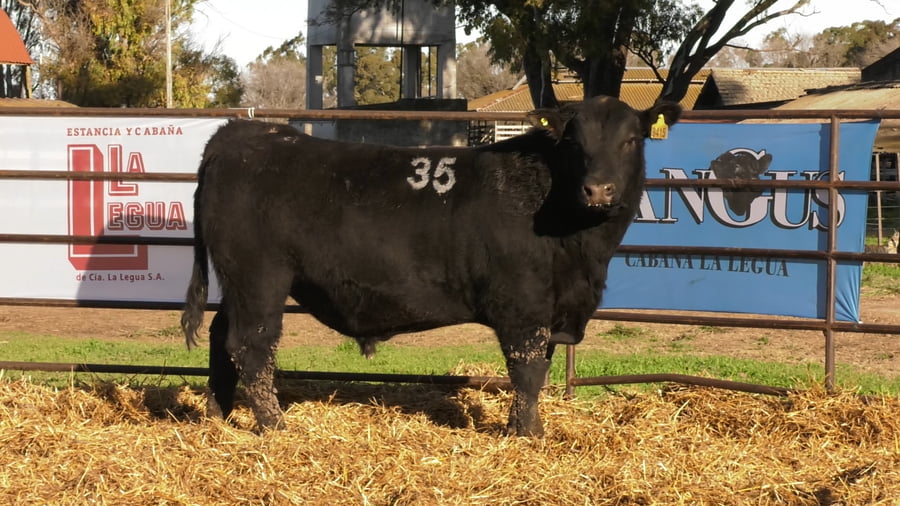 Lote TOROS ANGUS NEGROS PC