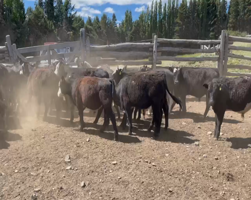 Lote 50 Novillo Engorda en Coyhaique, XI Región Aysén