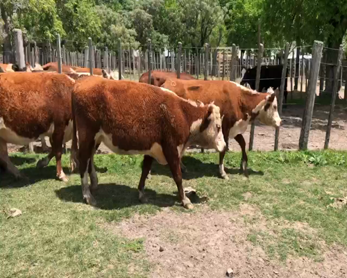 Lote 5 Vientres Preñados en Cerro Largo, Cerro Largo