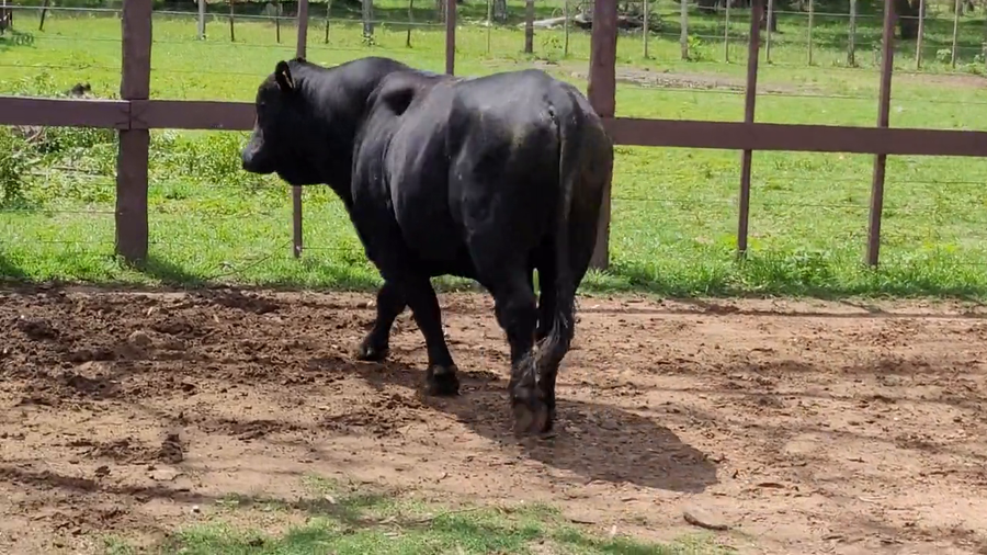 Lote Toros T. Brangus  Negro a remate en Remate de Reproductores, Asunción