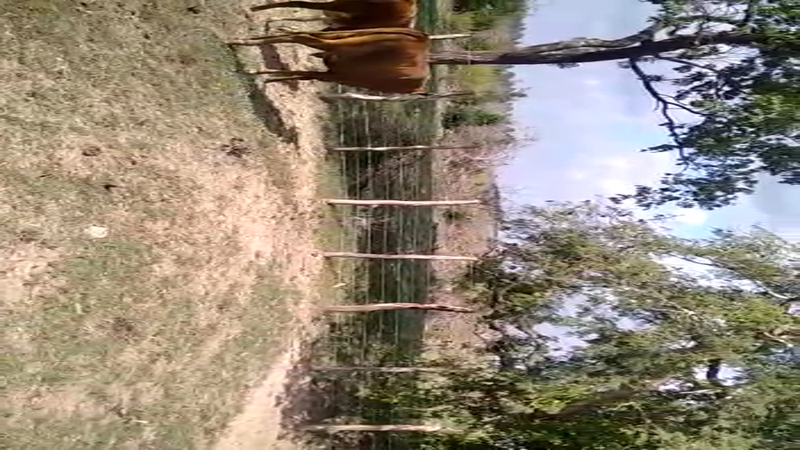 Lote 56 Novillitos en Corrientes, Esquina