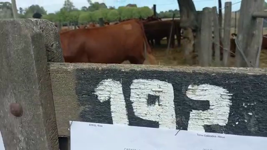 Lote "Corral 192 Vaq. Angus MAS y Generales Preñadas ""NOROSAL SA"""