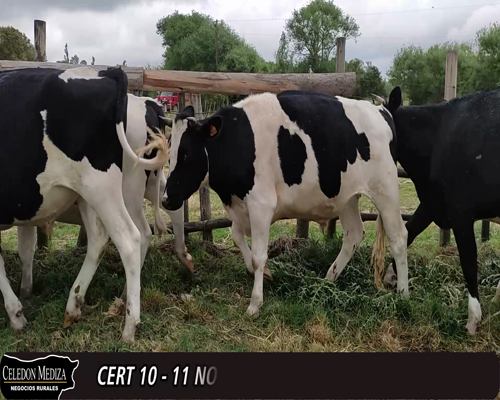 Lote (Vendido)11 Novillos HO a remate en 12° Remate por Pantalla 484kg -  en - PASO DEL BOTE