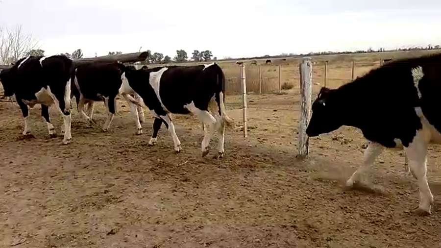 Lote 8 Novillos en Sunchales, Santa Fe