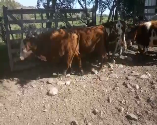 Lote 10 Terneros y Terneras HOLANDO Y CRUZAS a remate en Pantalla Aniversario 240kg - , San José