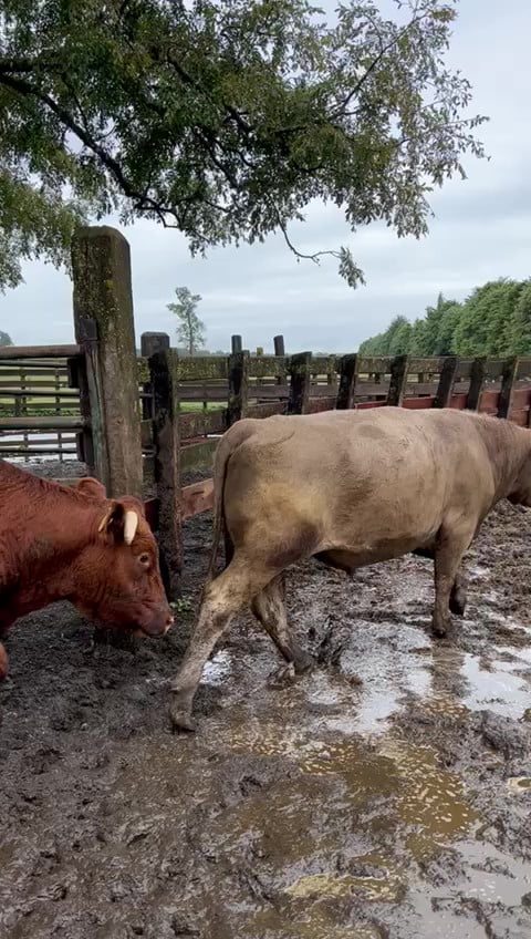 Lote 40 Novillo Gordo en Osorno, X Región Los Lagos