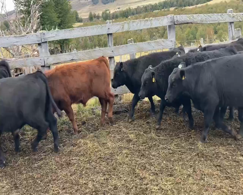 Lote 52 Ternero en Cochrane, XI Región Aysén