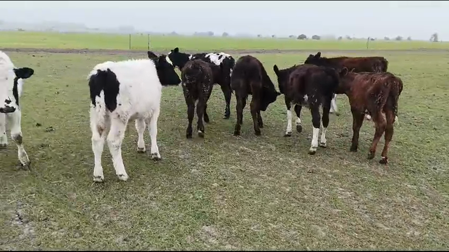 Lote 6 Terneros Angus a remate en Pantalla Camy  en Ruta 45 Km 81200