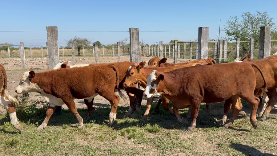 Lote 107 Terneros/as en Corrientes, Mercedes