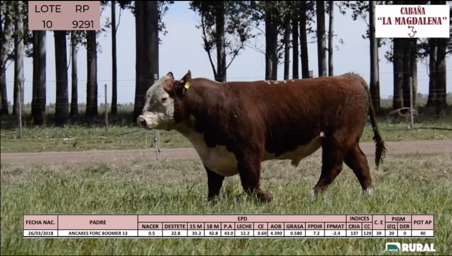Lote Toros POLLED HEREFORD PI RP 9291 9408 9563