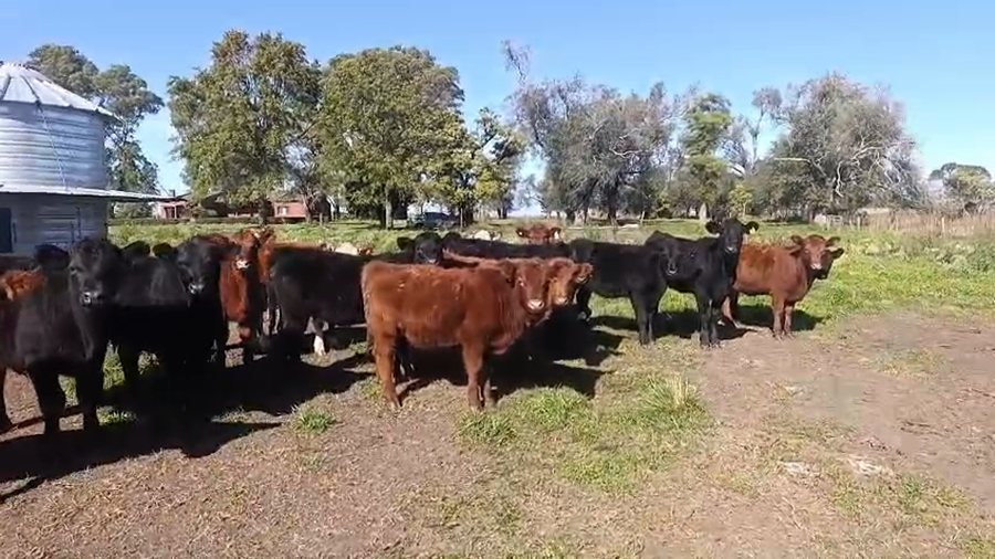 Lote 44 Terneros/as