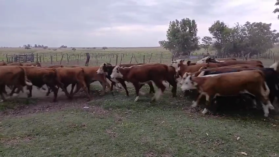 Lote 74 Terneros/as en Corrientes, Curuzu Cuatia
