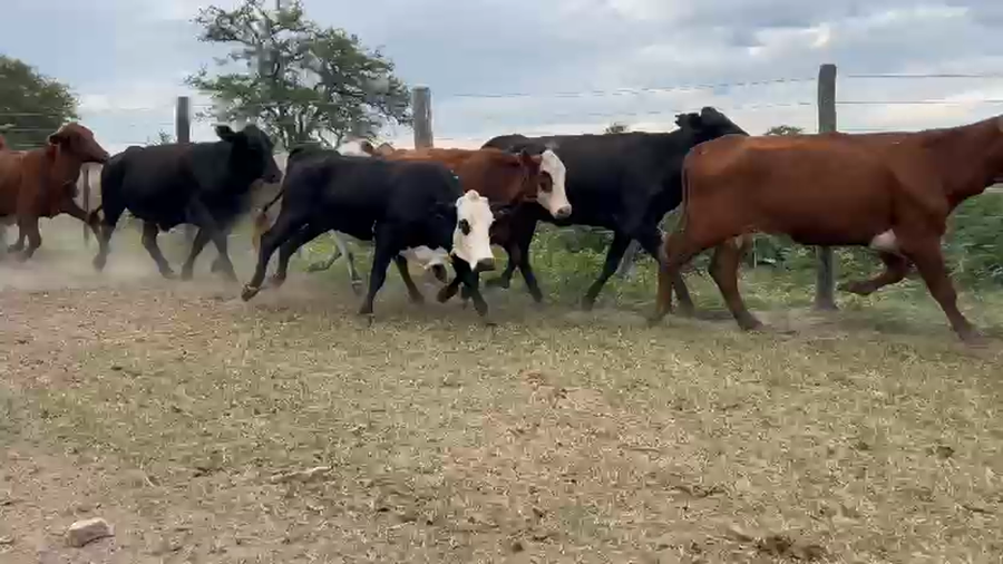Lote 50 Vacas de invernar en Chaco, Gral. Vedia