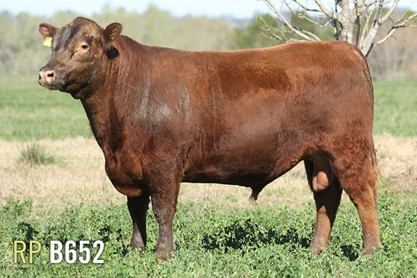 Lote 3 TOROS PUROS DE PEDIGREE