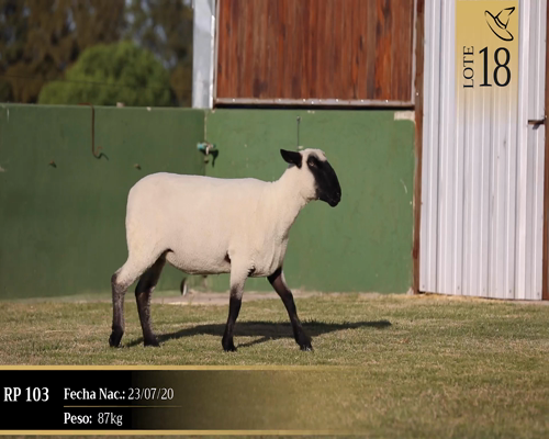 Lote Borregas a remate en Cabaña Las Brujas, San José