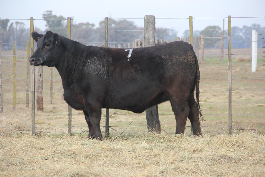 Lote VAQUILLONAS PURAS DE PEDIGREE