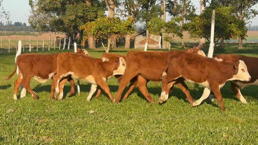 Lote 65 Terneros en Corrientes, Curuzu Cuatia
