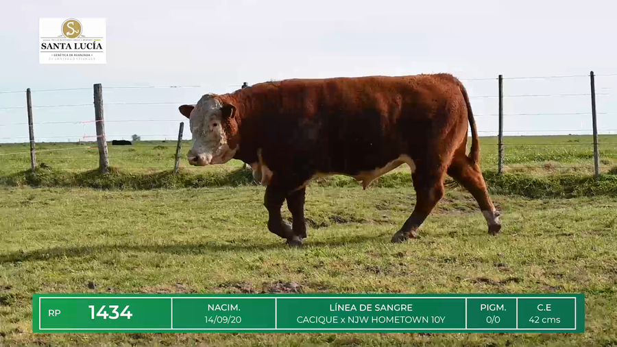 Lote TOROS HEREFORD