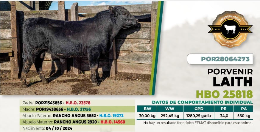 Lote 1 Toro LAITH DIIO 4273