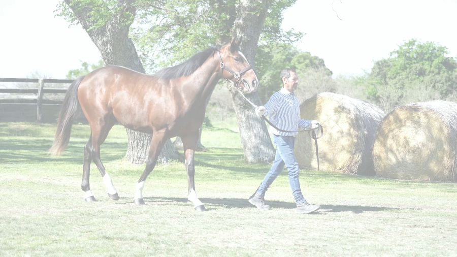 Lote PICO A PICO (HAVE AT IT - EASING SPIKA)