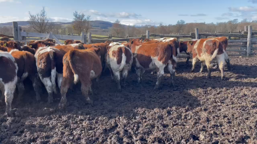 Lote 50 Ternero en Coyhaique, XI Región Aysén