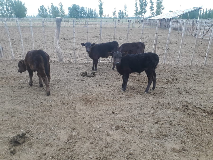Lote 100 Terneros/as 110kg - , Mendoza
