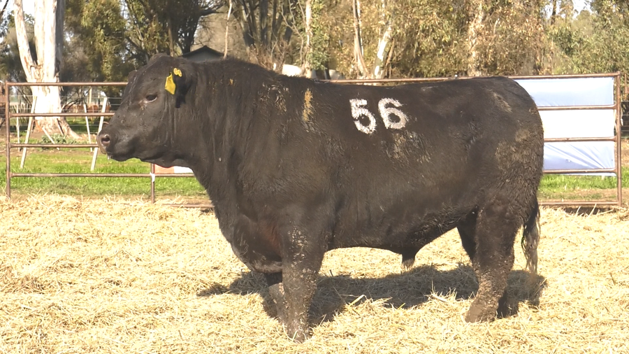 Lote TOROS ANGUS NEGROS  PC