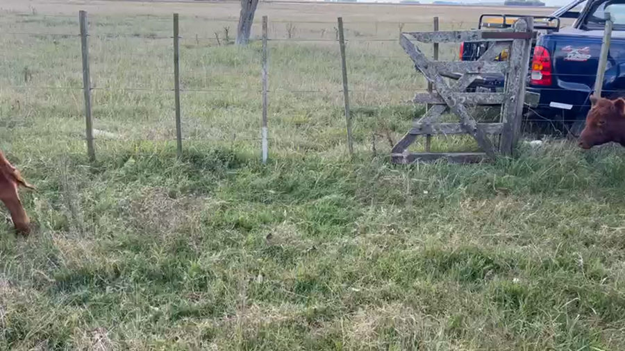 Lote 59 Terneros en Buenos Aires, Rauch