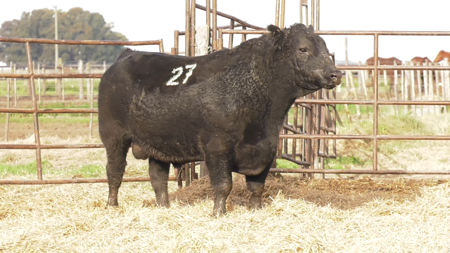 Lote TOROS ANGUS NEGROS  PC