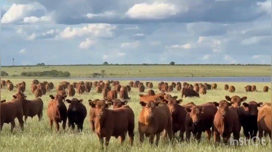 Lote 171 Novillos en Corrientes, Curuzu Cuatia