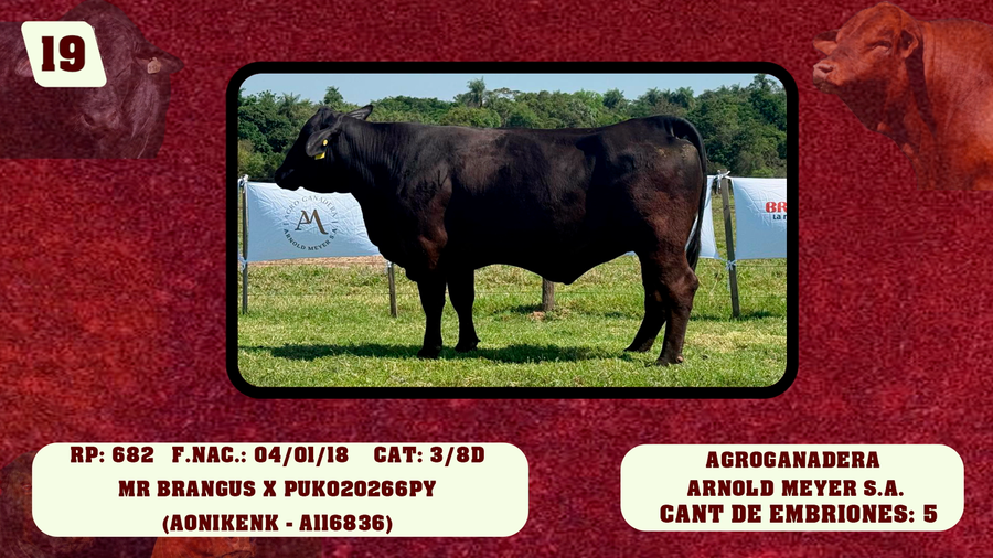 Lote LOTE 19