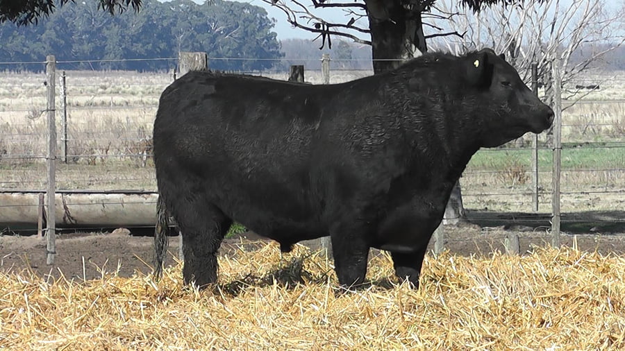 Lote TOROS PUROS POR CRUZA