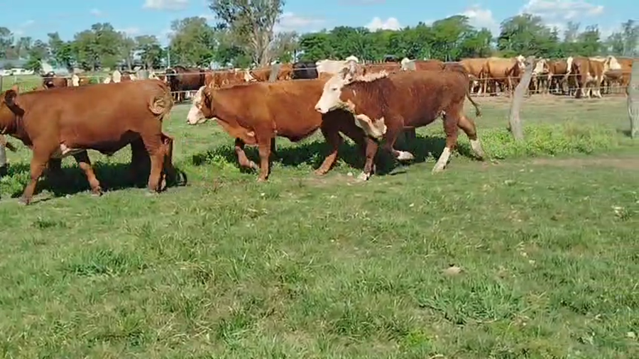 Lote 105 Terneros