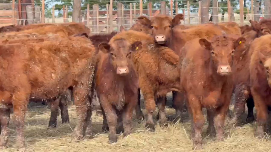 Lote 130 Novillitos
