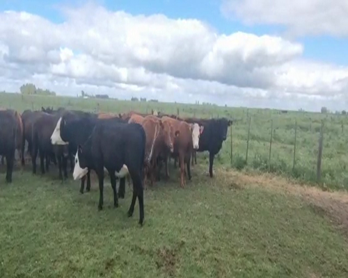 Lote 31 Vaquillonas preñadas en Olavarría, Buenos Aires