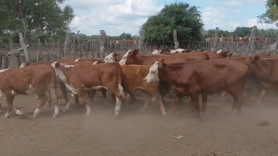 Lote 200 Terneros/as