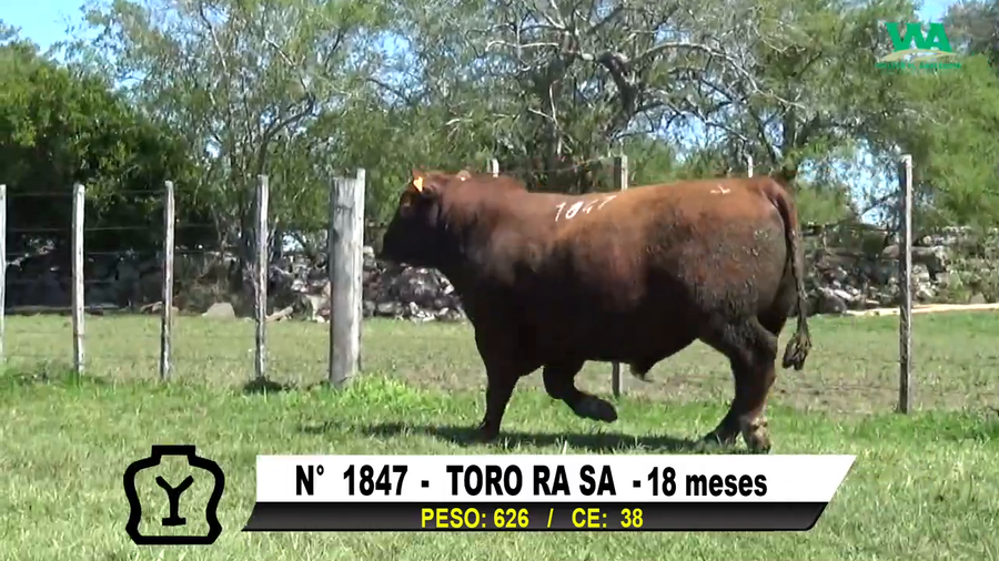 Lote TORO Nº 1847