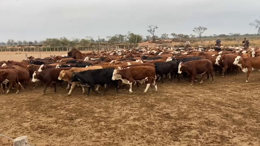 Lote 300 Novillitos en Bandera, Santiago del Estero