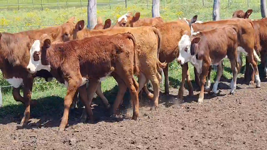 Lote 145 Terneras