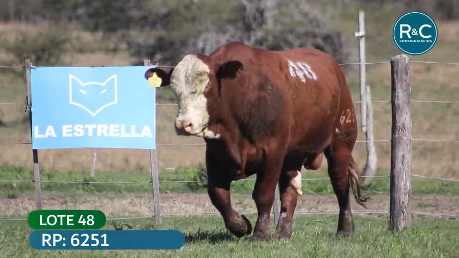 Lote Toros señal 22