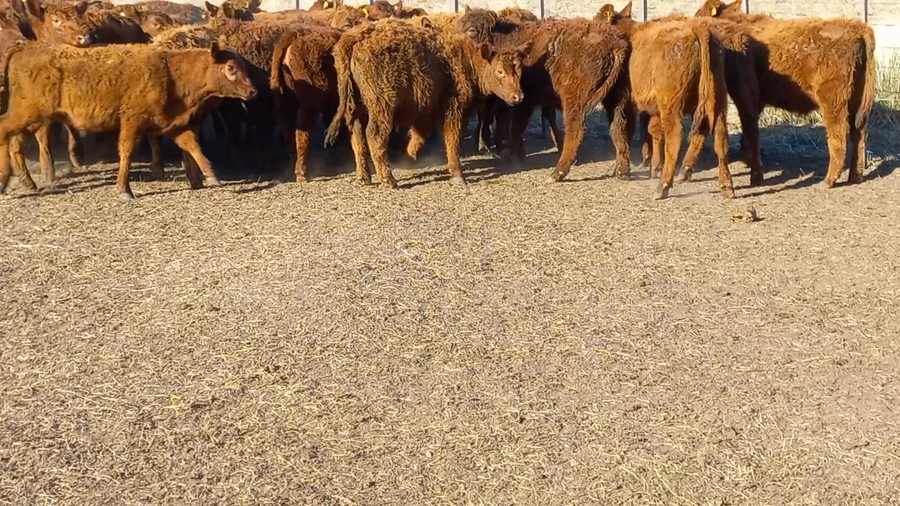 Lote 35 Terneros en Huanguelen, Buenos Aires