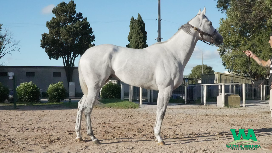 Lote QUEEN BLADE (Brz)