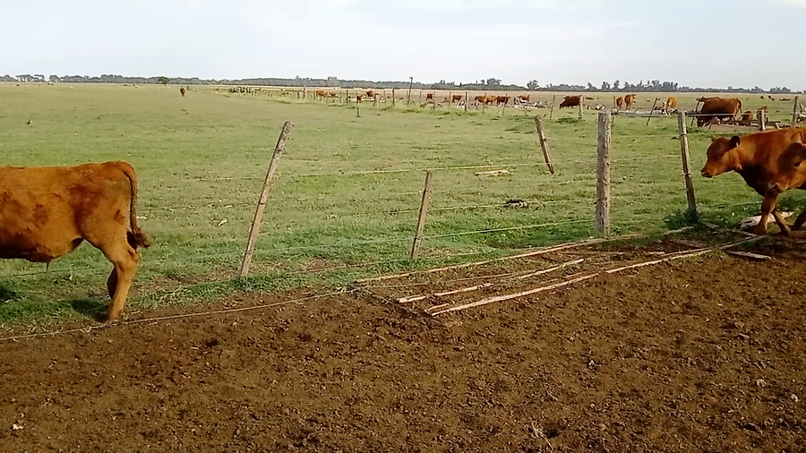 Lote 60 Terneros en Salazar, Buenos Aires