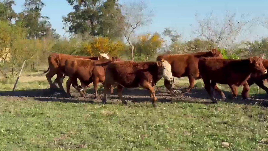 Lote 32 Novillitos en Corrientes, Curuzu Cuatia